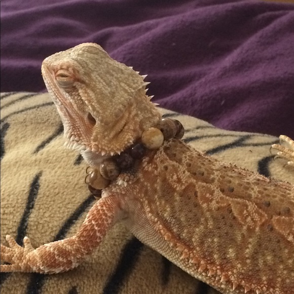 Meet your Posher, Monique - Picture 2 of 8